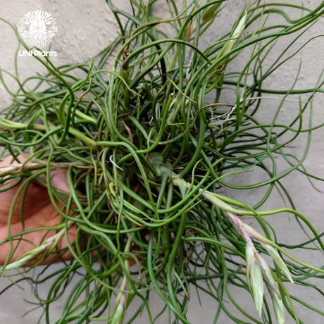 Tillandsia bulbosa チランジア ブルボーサ 大株 インテリア植物 エアープランツ エアプランツ