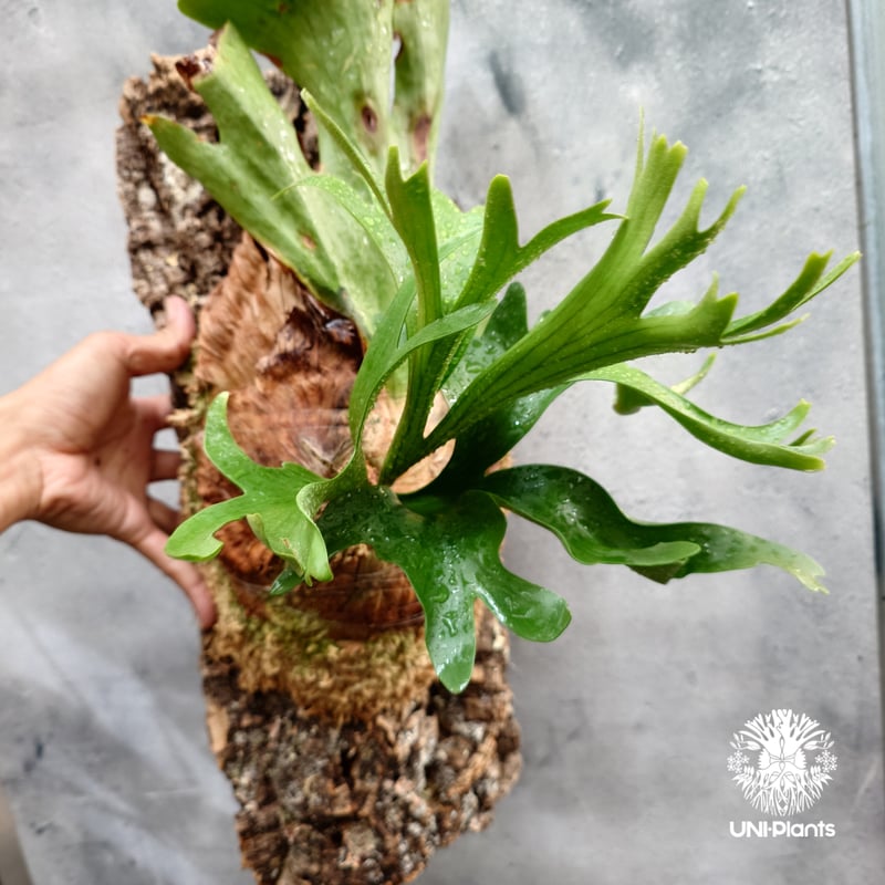 Platycerium coronarium Thin ビカクシダ コロナリウム シン ビカク