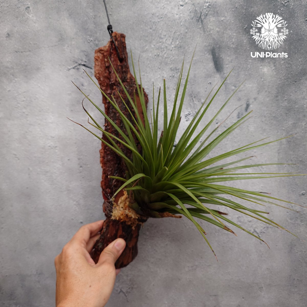 Tillandsia Fasciculata × V. venosispica (M) チラン