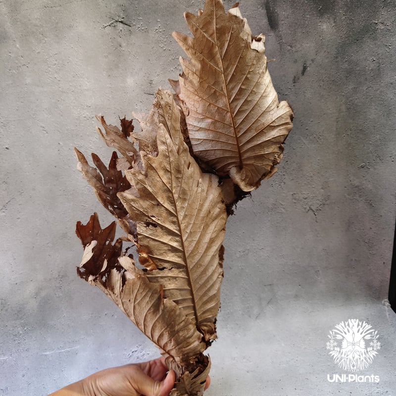 Drynaria quercifolia ドリナリア　コルク棒　シダ植物 シダ植物 観葉植物：ドリナリア クエルシフォリア*コルク 現品4