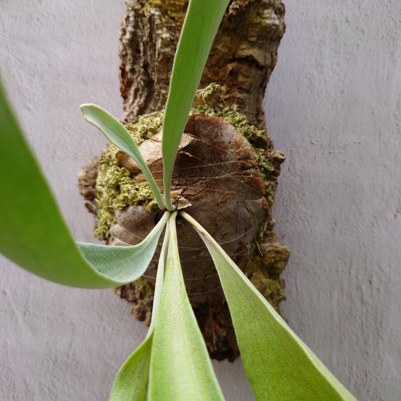 ビカクシダ ビフルカツム Platycerium bifurcatum コウモリラン