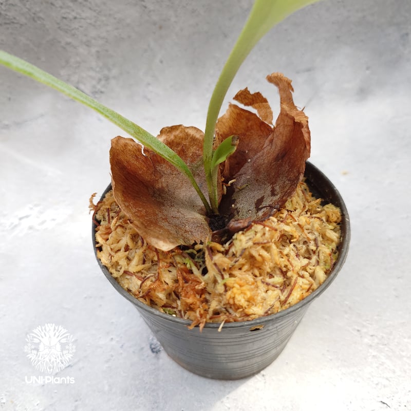 Platycerium Jib Jib (pup)(P. willinckii x P. bi