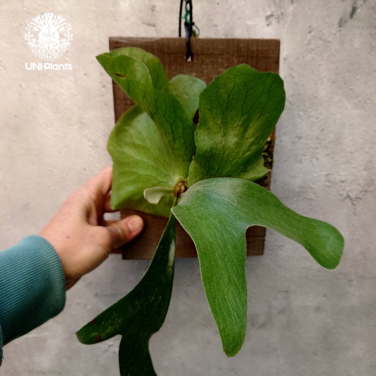 ビカクシダ ステマリア Platycerium stemaria コウモリラン ビカクシダ