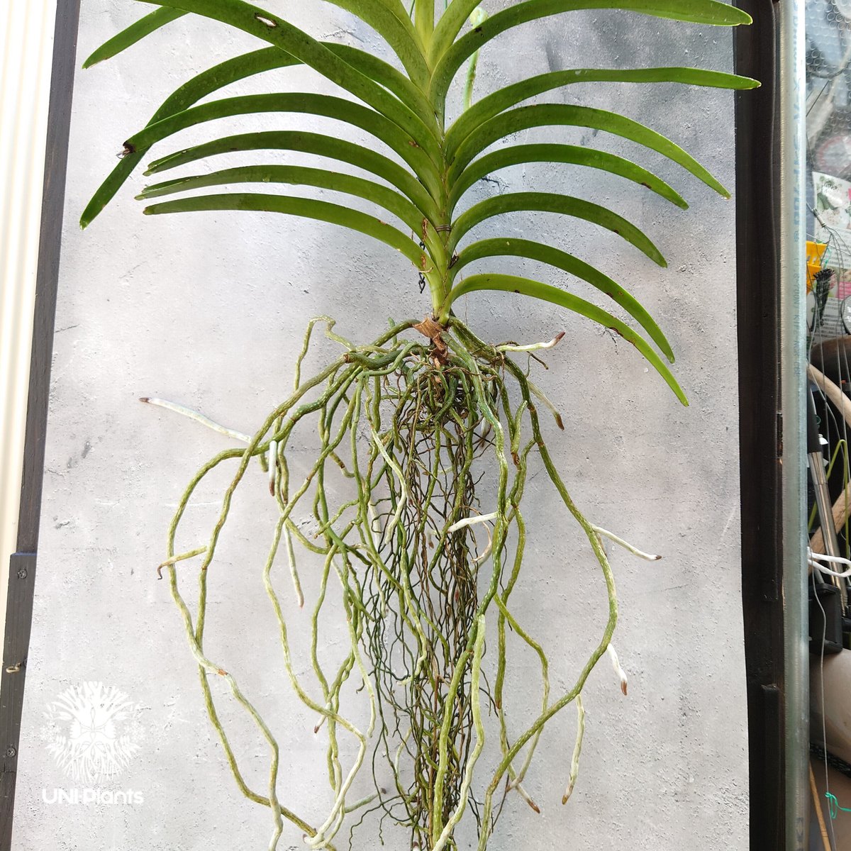 特選】 洋蘭 バンダ 1種3株 ハンギング 開花間近 バンダ 洋蘭 Vanda orchid
