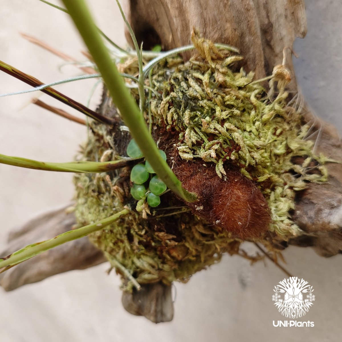 Drynaria quercifolia variegata ドリナリア クエルシフォリア バ