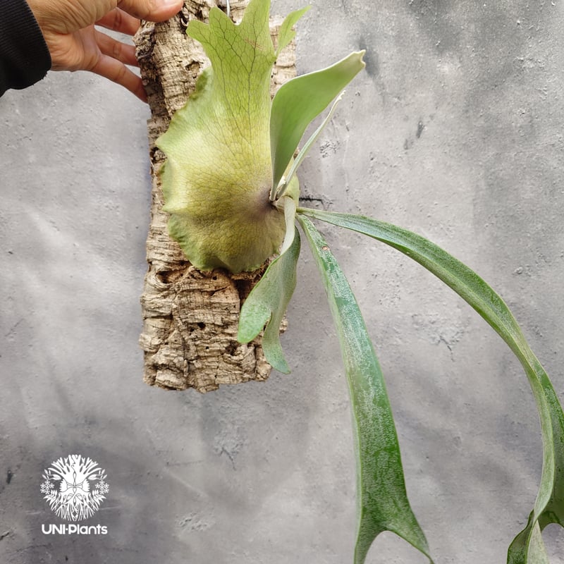 Platycerium Paul Vespa ビカクシダ ポールベスパ ビカクシダ