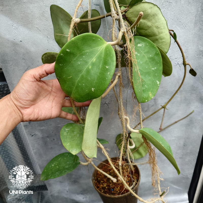 Hoya Loyceangrewsiana ホヤ植物 ホヤの花 希少な植物 Hoyaplan