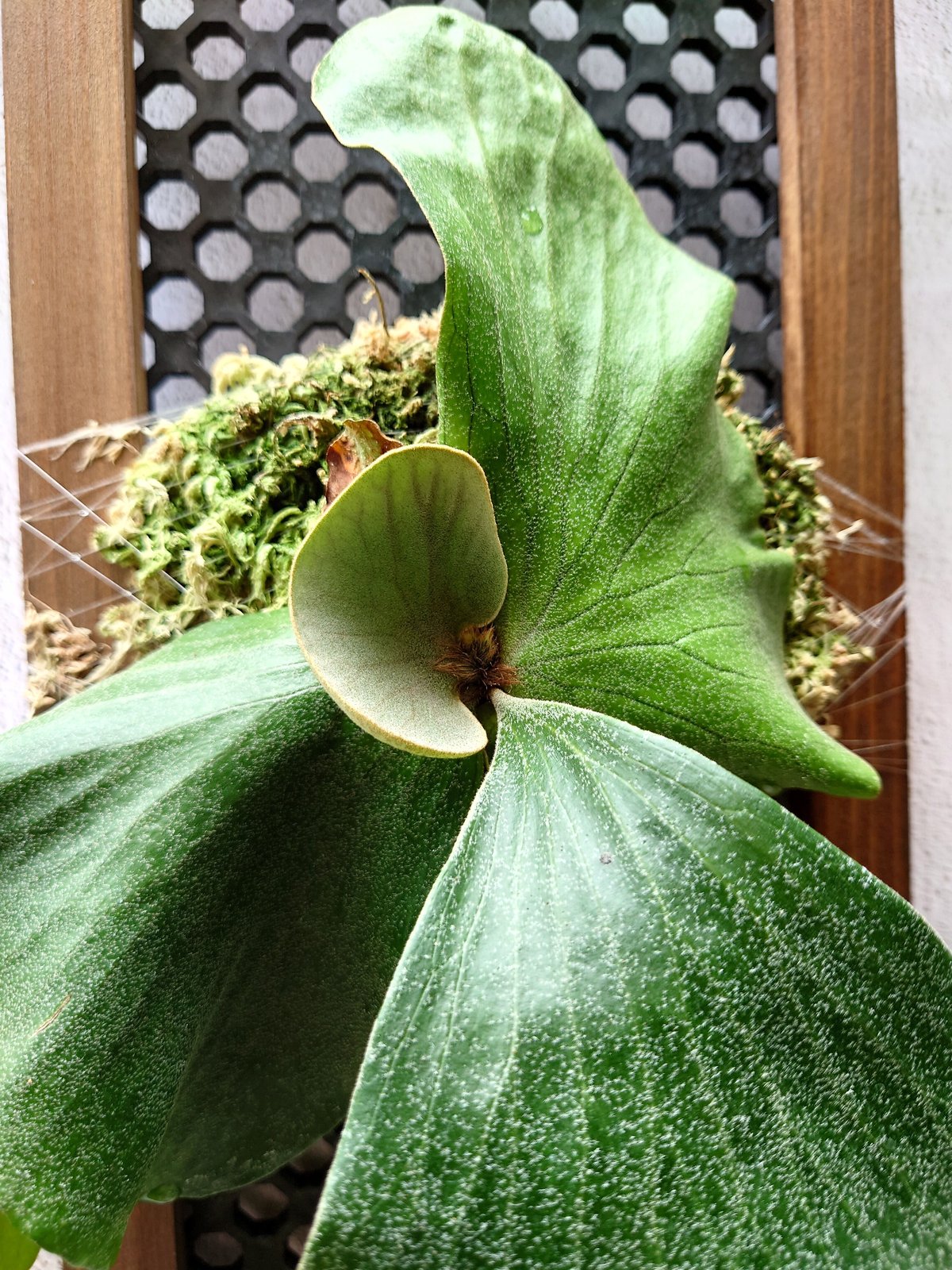 ビカクシダ エレファントB ビカクシダ エレファントティス Platycerium elephantotis