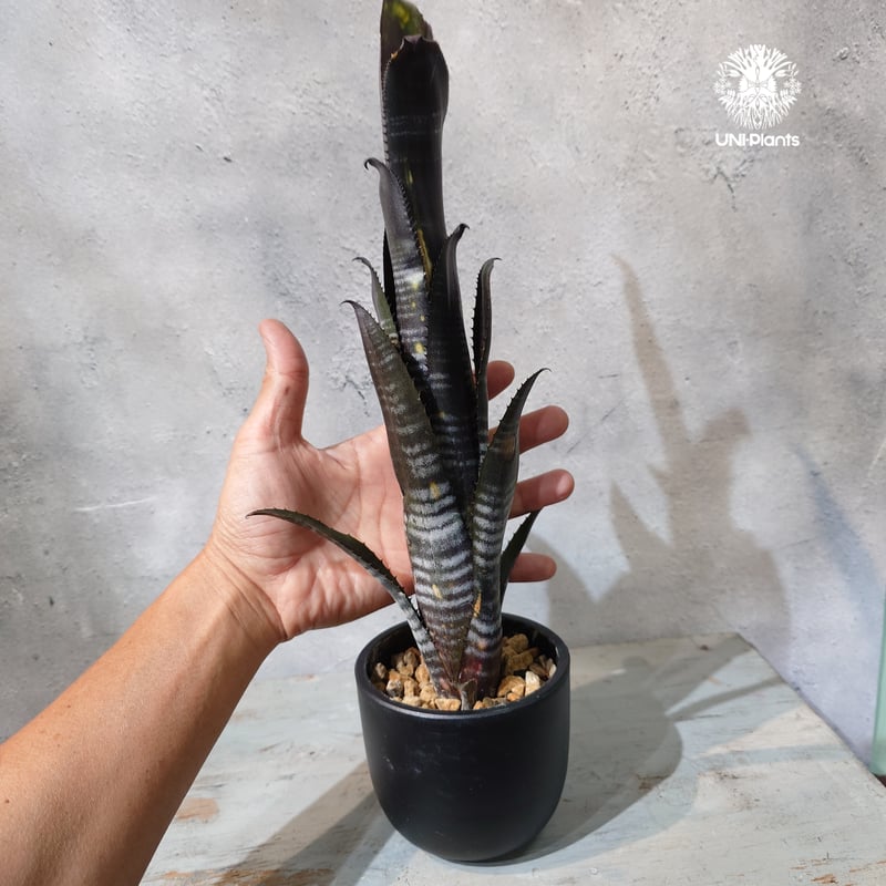 国内繁殖株・一点物】Billbergia Darth Vader ｜ビルベルギア
