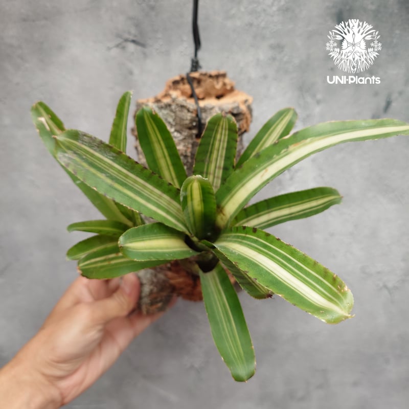 Neoregelia 'Palmares' ネオレゲリア・パルマレス ネオレゲリア Neore