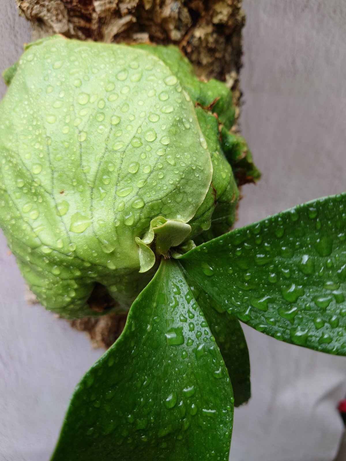 ビカクシダ ホーンズ サプライズ Platycerium 'Horne's Surprise'