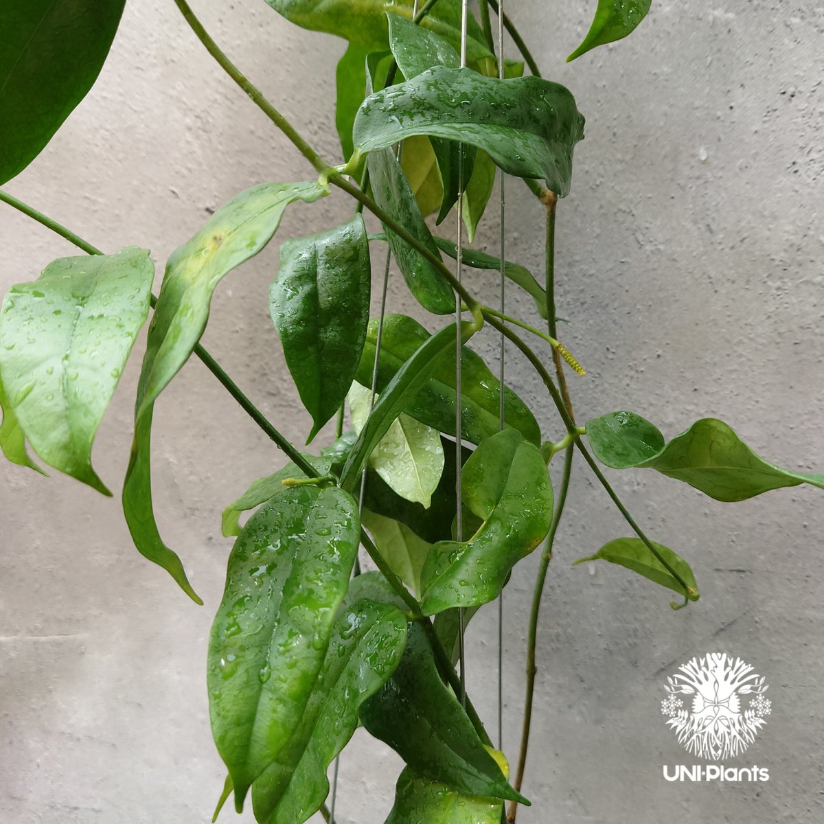 Hoya Danumensis UT174 ホヤ ダヌメンシス UT174 ホヤ植物 ホヤの花
