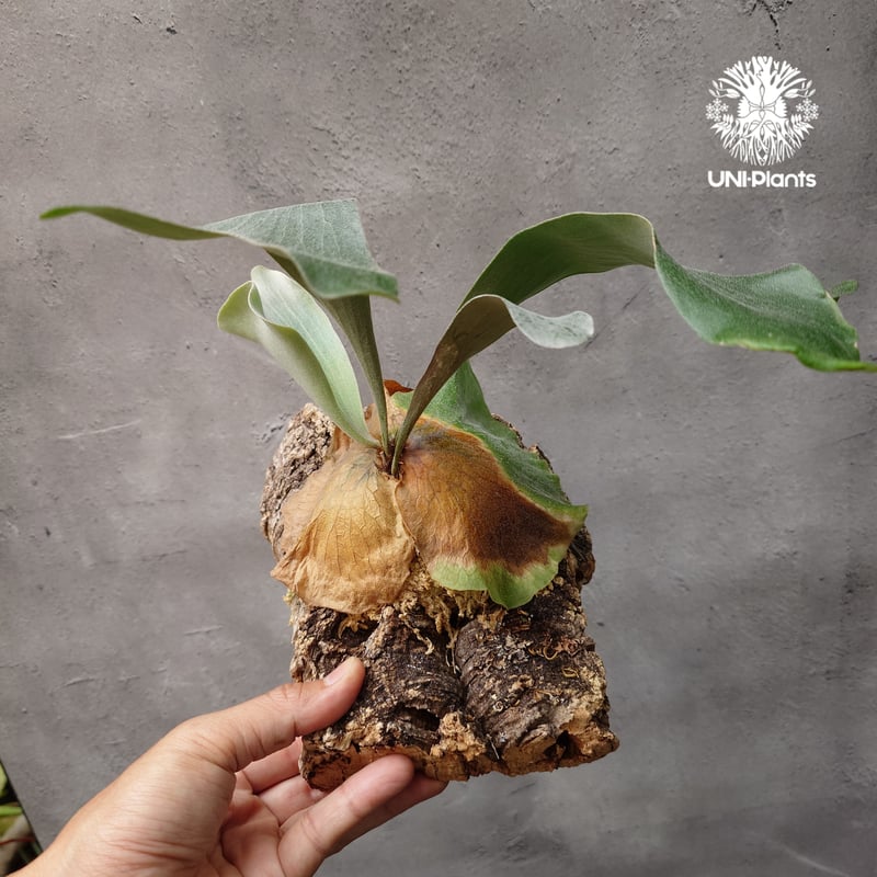 ビカクシダ ダイバーシフォリウム X エレファントティス Platycerium