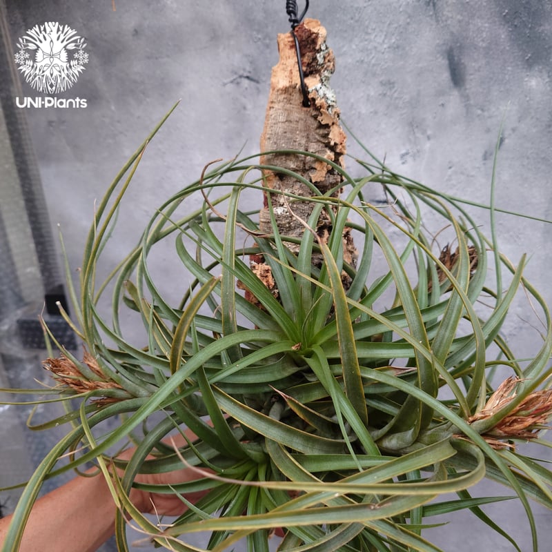 Tillandsia brachycaulos x concolor チランジア・ブラキカウロ