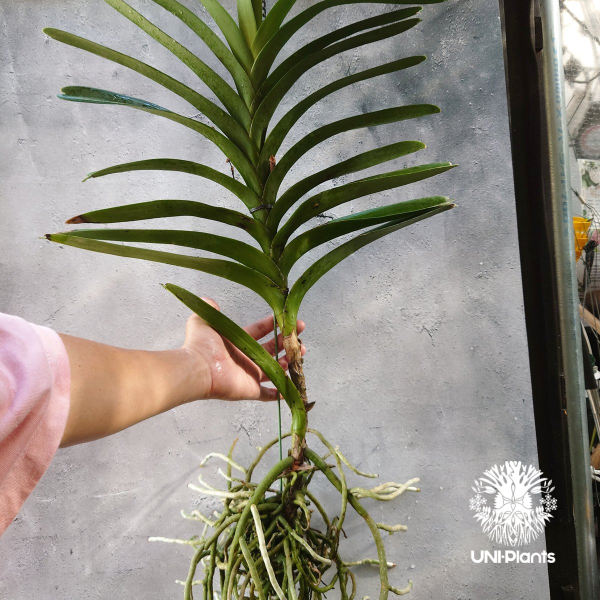 V. Edward Dawn　Vanda　ヴァンダ　バンダ　大株　洋ランらん V. Edward DawnVandaヴァンダバンダ大株洋ランらん