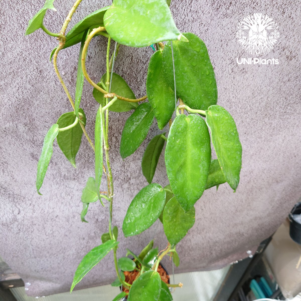 Hoya macgillivrayi ホヤ マクギリブライ ホヤ植物 ホヤの花 観葉植物