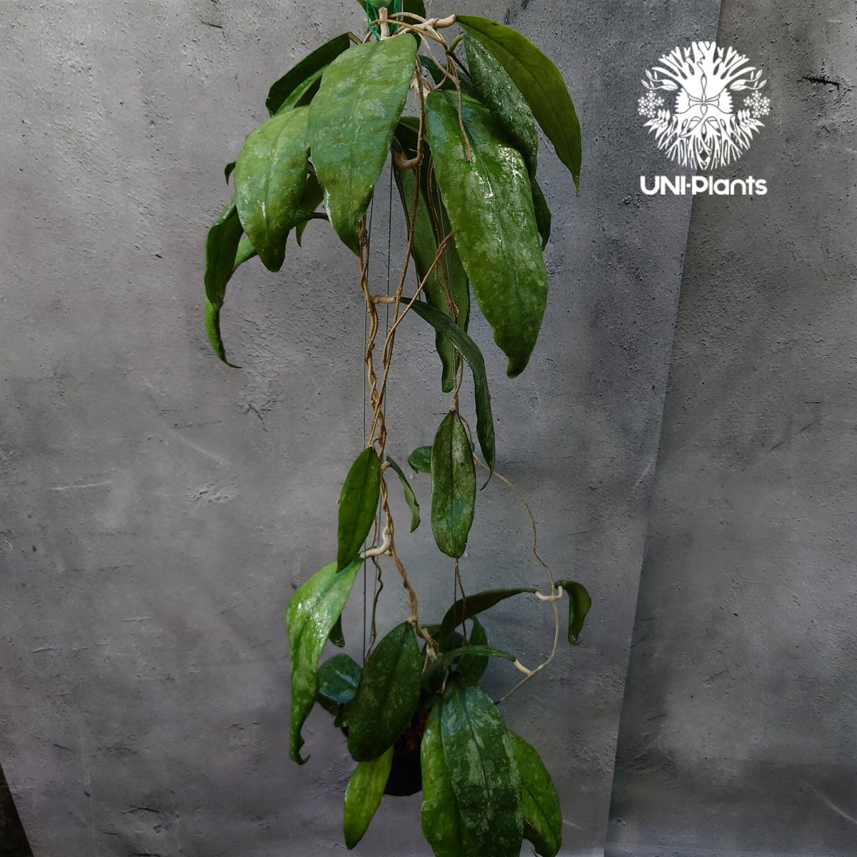 Hoya Finlaysonii splash （cv.trang）ホヤ フィレンソニー スプ