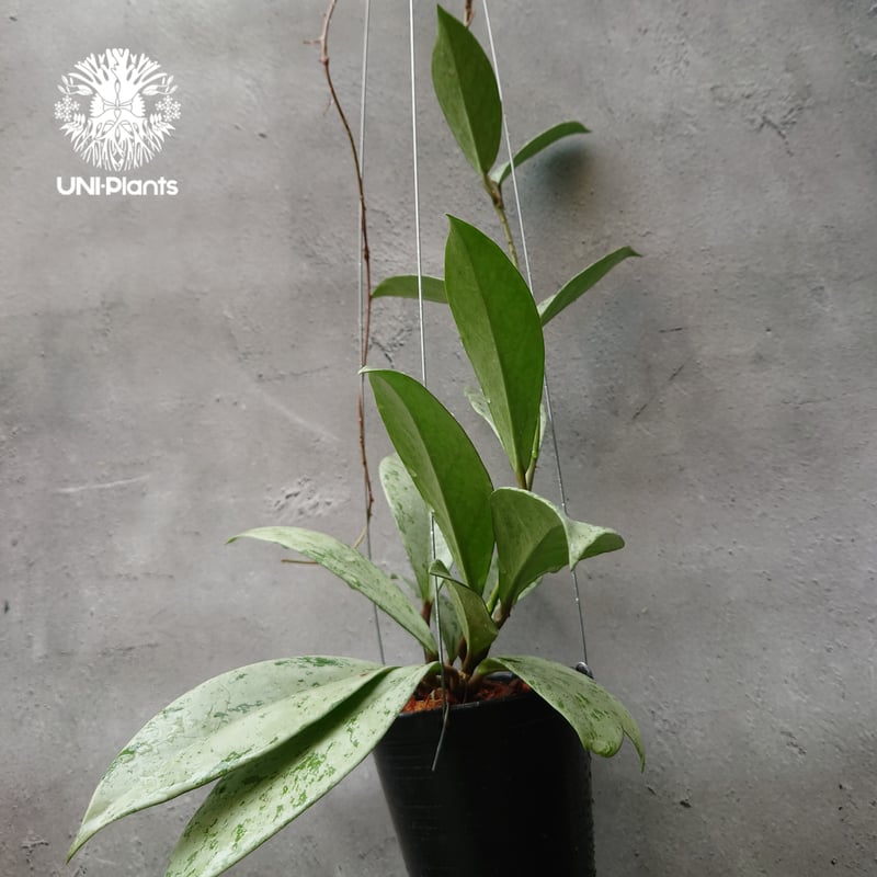 Hoya Pubicalyx silver ghost 希少 ホヤ プビカリクス シルバーゴー