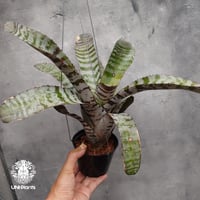 Drynaria quercifolia ドリナリア クエルシフォリア 群生 観葉