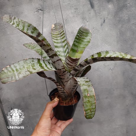 ブロメリア・エアープランツ Aechmea Candy Cane Hybrid ブロメリア・エアープランツ Aechmea Candy Cane Hybrid 送料