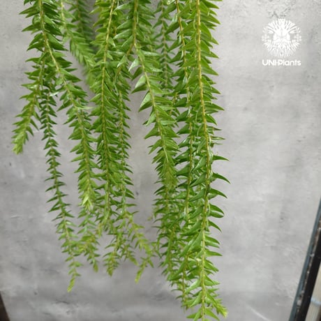 Huperzia spp. フペルジア  Phlegmariurus (フレグマリウルス)観葉植物 珍奇植物 植物 着生植物 インテリア植物 珍しい シダ植物