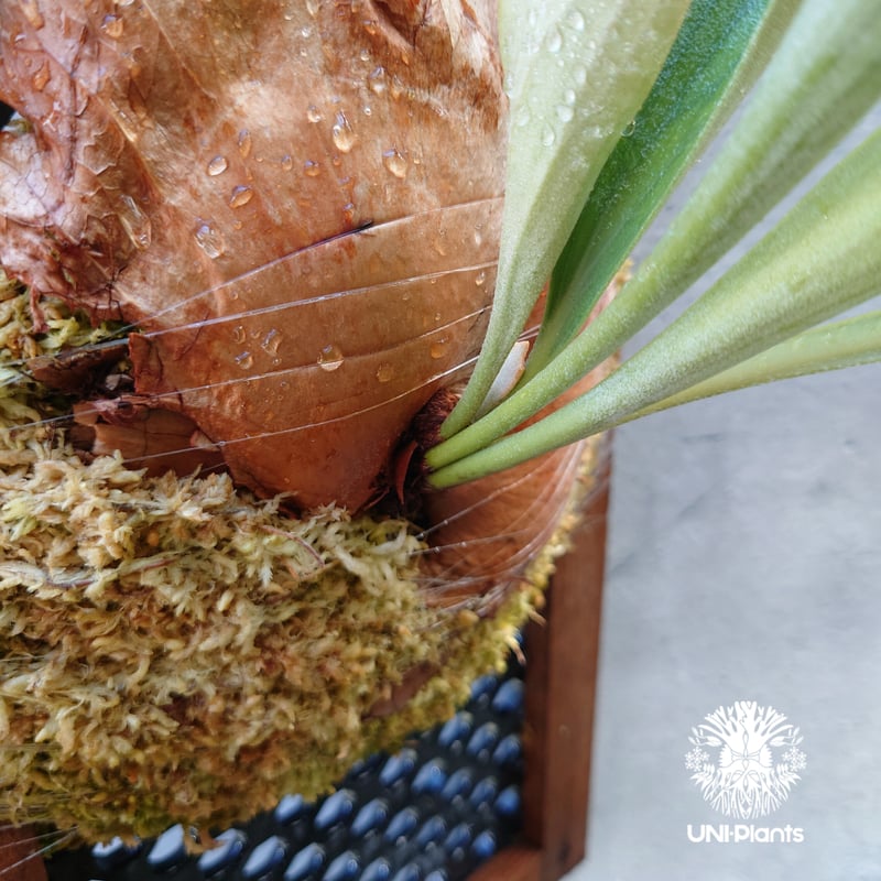 ビカクシダ 品種不明 Platycerium sp.コウモリラン ビカクシダ子株