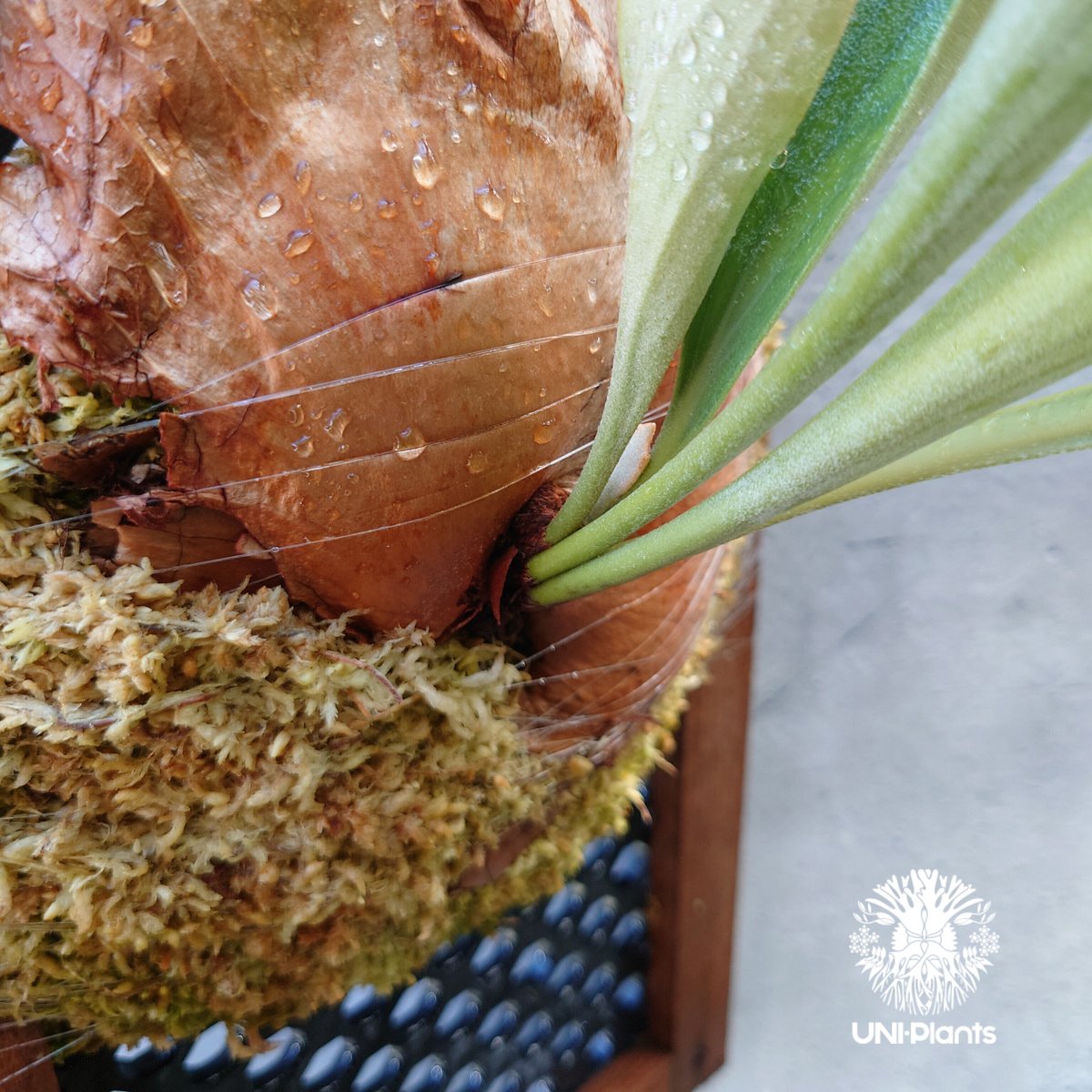 ビカクシダ 品種不明 Platycerium sp.コウモリラン ビカクシダ子株