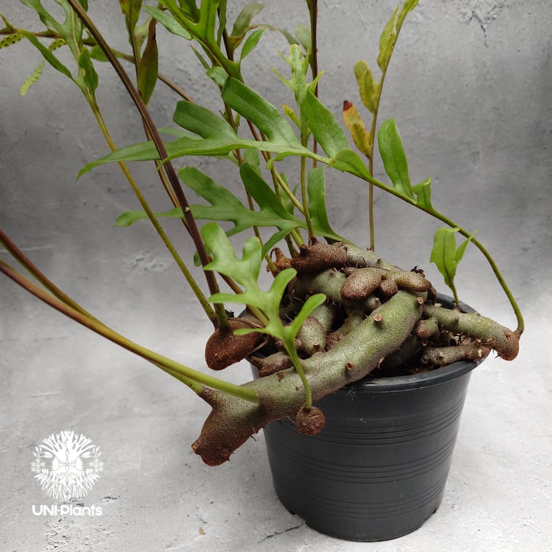 Lecanopteris crustacea narrow レカノプテリス クルスタセア ナロ