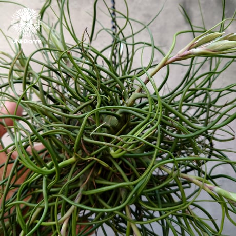 Tillandsia bulbosa チランジア ブルボーサ 大株 インテリア植物 エアープランツ エアプランツ