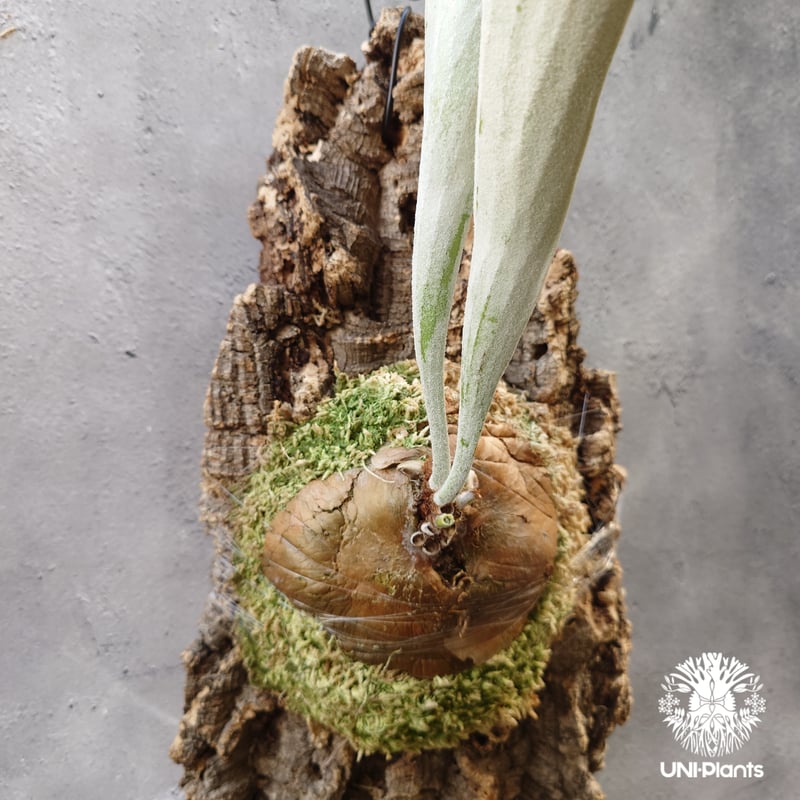 ビカクシダ ベイチー シルバーフロンド Patycerium veitchii cv