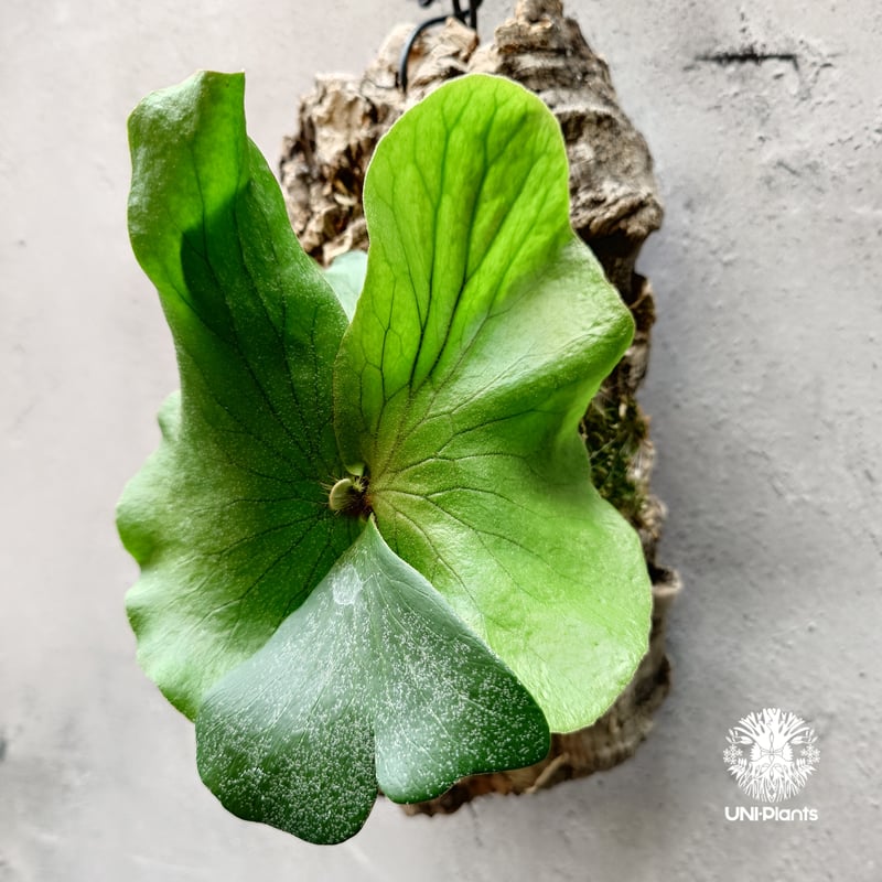 ビカクシダ ネプチューン Platycerium Neptune コウモリラン