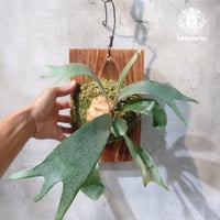 【国内繁殖株・一点物】Platycerium little finger｜ビカクシダ リトルフィンガー｜国内胞子培養株｜Platycerium