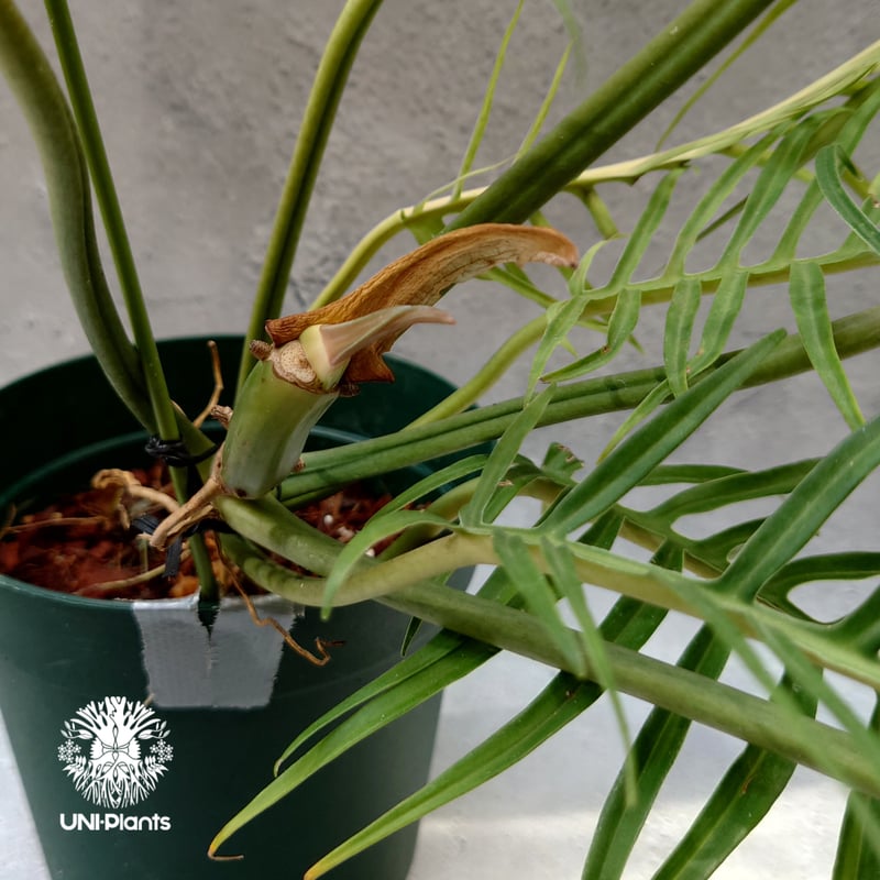 Philodendron tortum フィロデンドロン トータム フィロデンドロン Phil