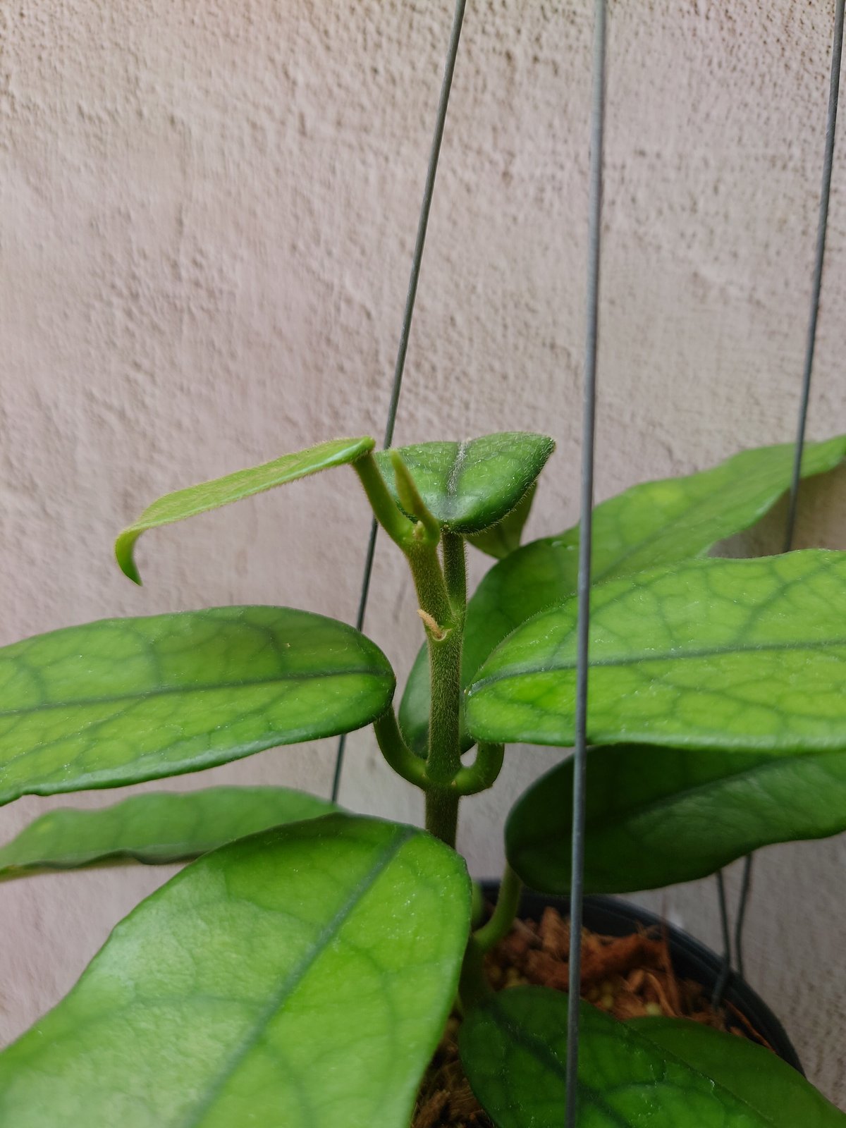 Hoya globulosa ホヤ グロブロサ 希少 ホヤ植物 限定入荷 植物 珍しい 希少...