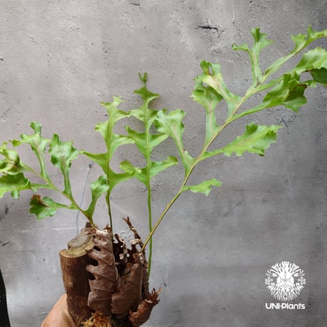 Drynaria bonii ドリナリア ボニー 流木仕立て 観葉植物 珍奇植物 着生植物 インテリア植物 珍しい シダ植物
