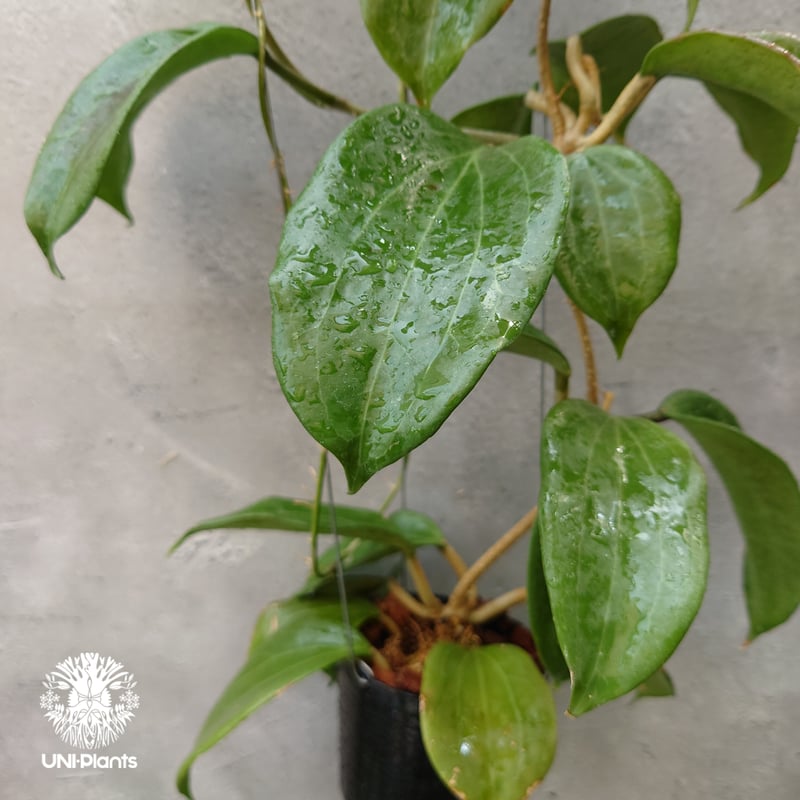 Hoya Quinquenervia ホヤ クインケナービア ホヤ植物 ホヤの花 観葉