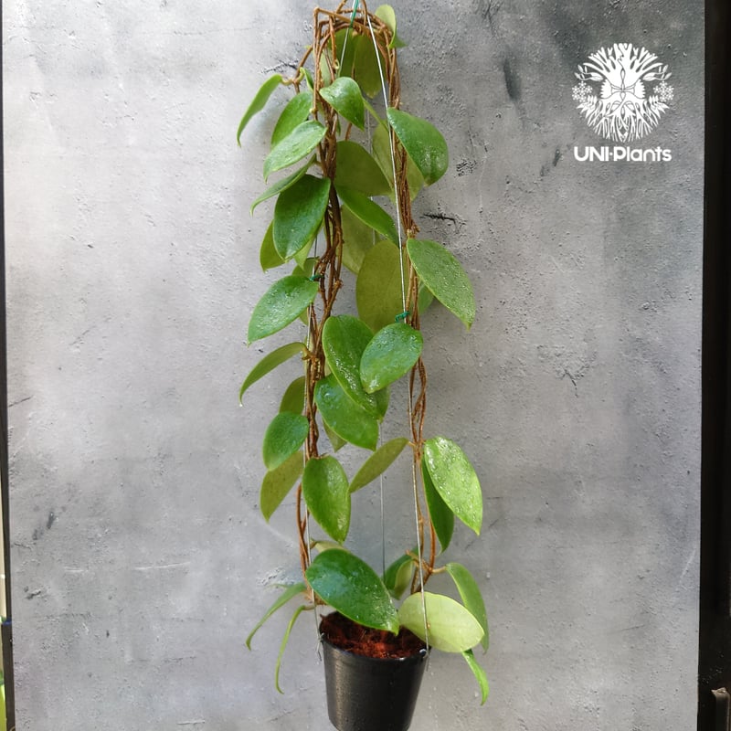 ホヤ アルドリッチ Hoya aldrichii ホヤ植物 サクララン Hoyaplants