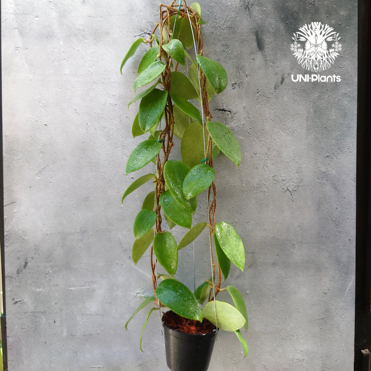 ホヤ アルドリッチ Hoya aldrichii ホヤ植物 サクララン Hoyaplants