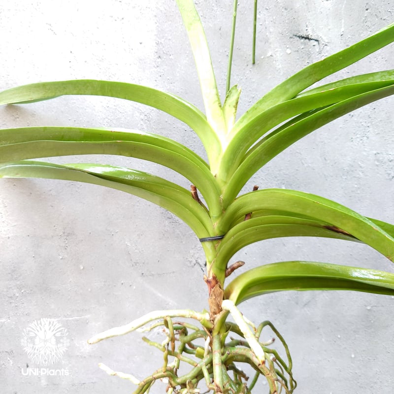 バンダ 洋蘭 Vanda orchid 大株 ラン 蘭 花が綺麗な洋ラン | UNI
