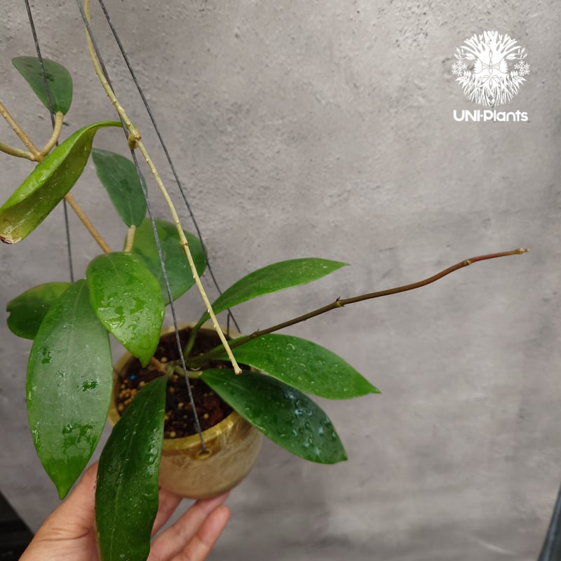 希少! Hoya mindorensis superba ホヤミンドレンシス スパーバ ホヤ植