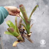 Neoregelia Hello Kitty ネオレゲリア ハローキティ Neoregelia