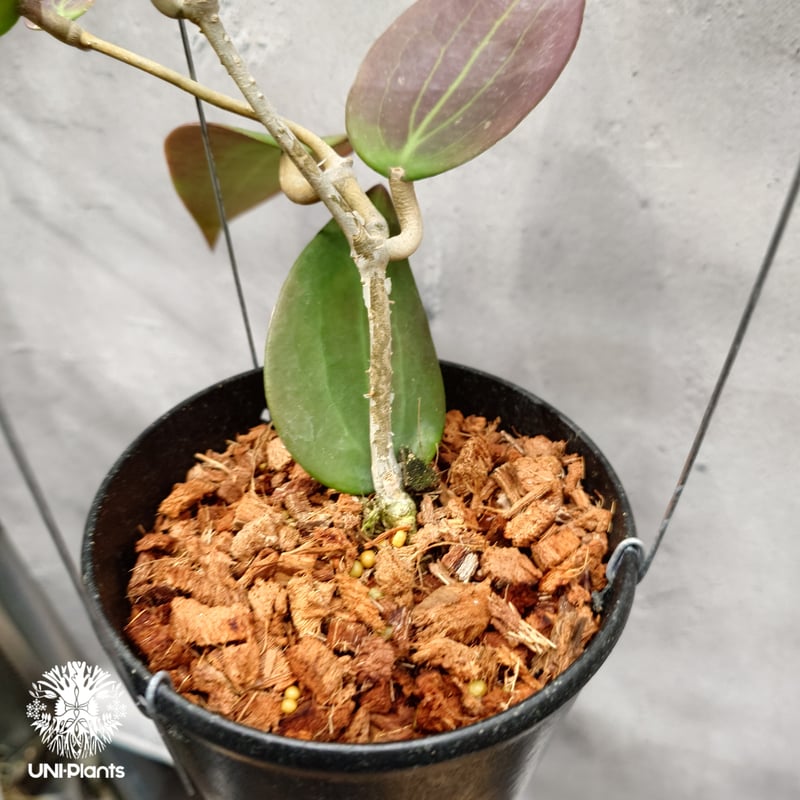 確認用　ホヤ Hoya ケネジアナアルボ Hoya Potsii borneo red leaves ホヤ ポティシィ ボルネオ ホヤ