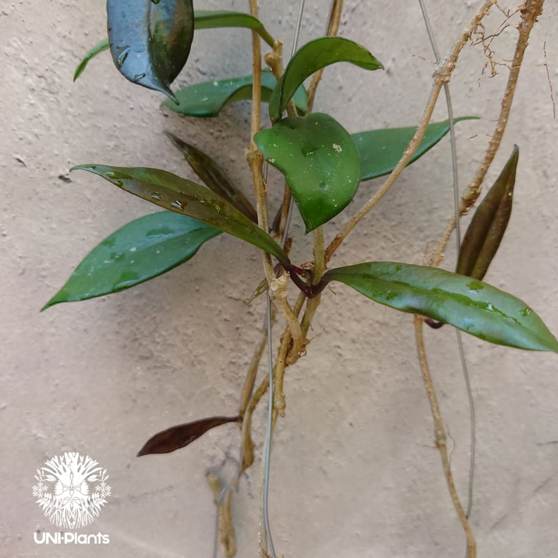 ホヤ プビカリクス ロイヤル ハワイアン パープル Hoya pubicalyx