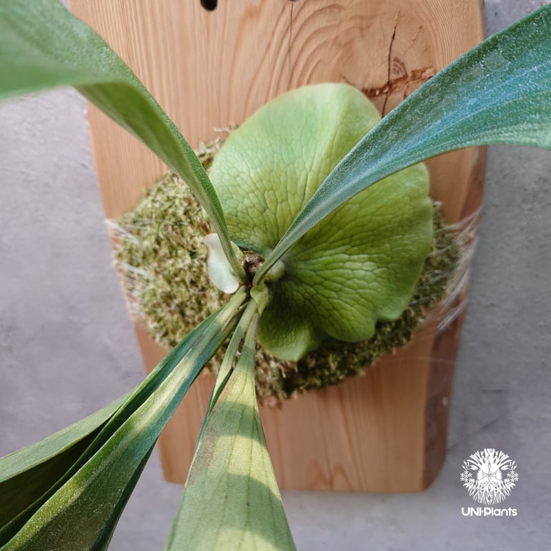 【ミムー様確認用】P.Giant/ビカクシダ P.Giant ビカクシダ コウモリラン コルク