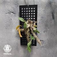 Dendrobium senile デンドロビューム セニレ 着生蘭 着生ラン 蘭の花 Orchid 着生植物