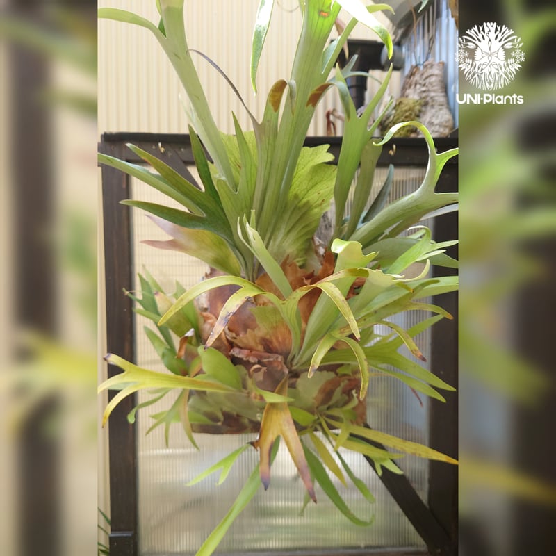 ビカクシダ 品種不明 Platycerium sp. コウモリラン ビカクシダ子株