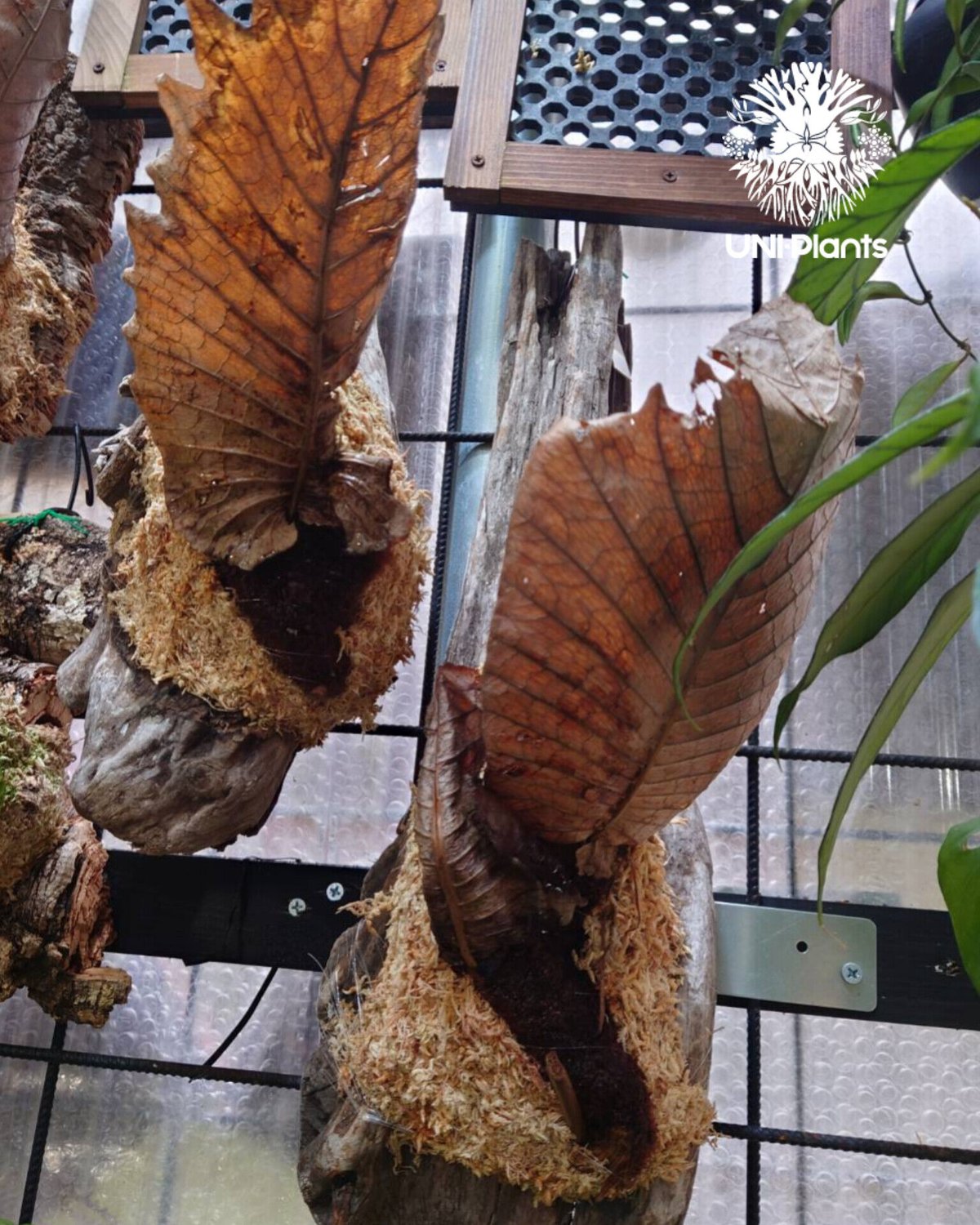 ドリナリア クエルシフォリア 【Drynaria quercifolia 】③ ドリナリア クエルシフォリア 「Drynaria quercifolia」6/27