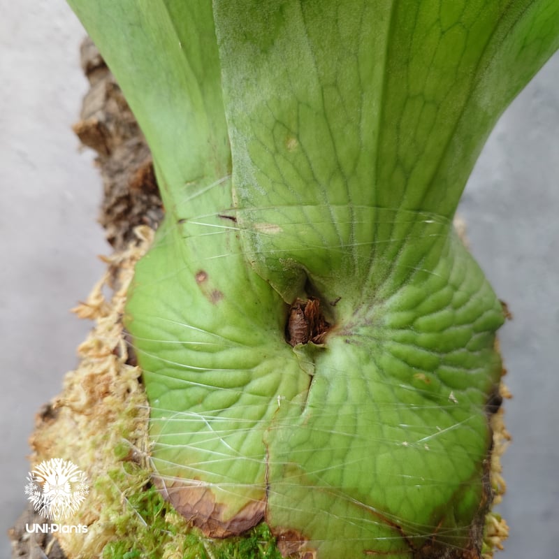 ビカクシダ ホルタミー Platycerium holttumii ビカクシダ原種 Plat