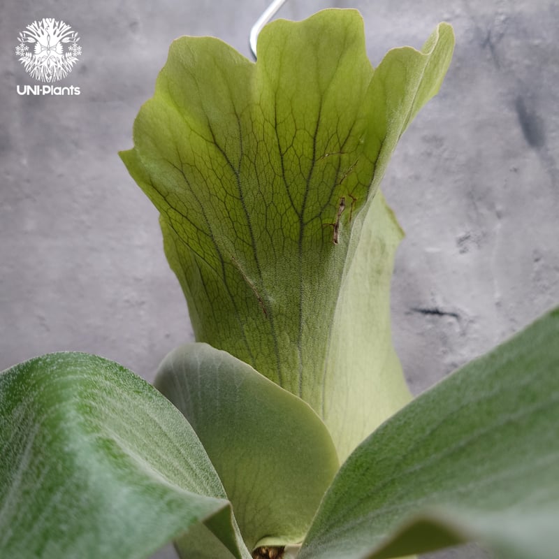 輸入株・一点物】Platycerium UAN #2｜希少種｜ビカクシダ