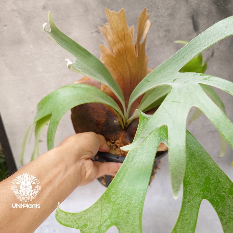 Platycerium Banna #A (pup) ビカクシダ バンナ #A (子株) ビカ